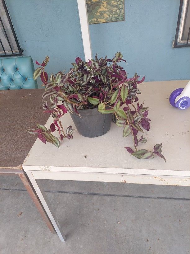 Inch Plant