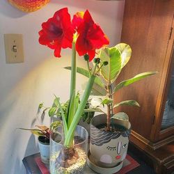 Gold Base Waxed Amaryllis Flower Bulb Plant/ House Plant/ Indoor Plant Flower Patio Garden 