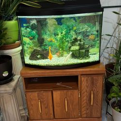 Fish Tank Oval