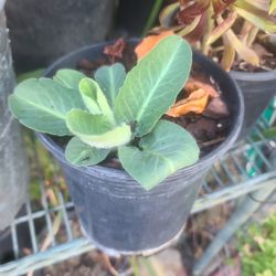 Yerba Del Manso Planta Medicinal 