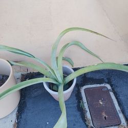 Octopus Agave Plant