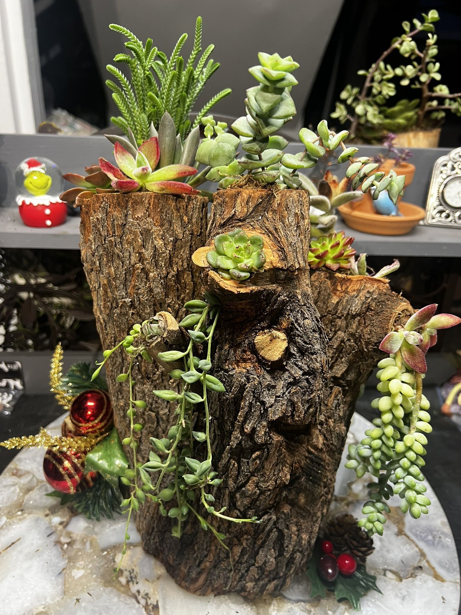 Diamond Succulent Designs