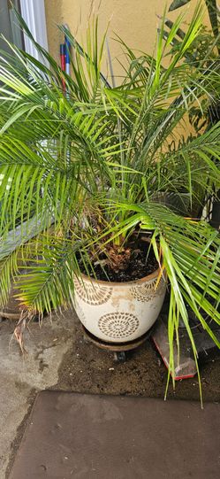 Jardineria