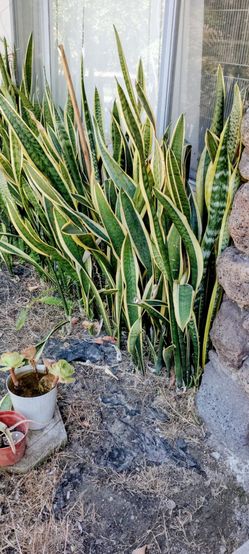 Free plants
