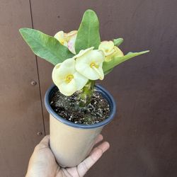 4” crown of thorns white