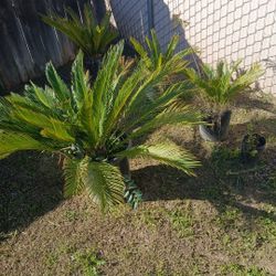 Sago Palms For Spring!