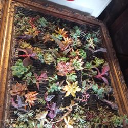 Beautiful Succulent Arrangements And Custom Living Walls 
