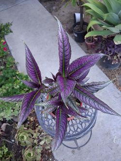 Persian Shield Plant $35