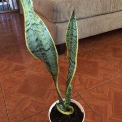 Sansevieria Plant
