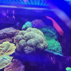 Plastic Fake Hammer Coral