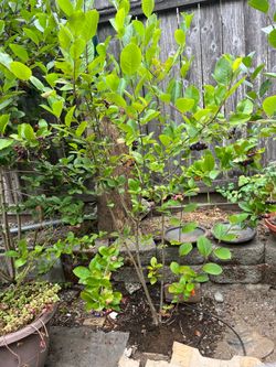 Elderberry plants