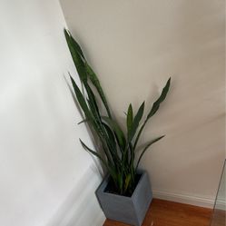 snake plant w pot