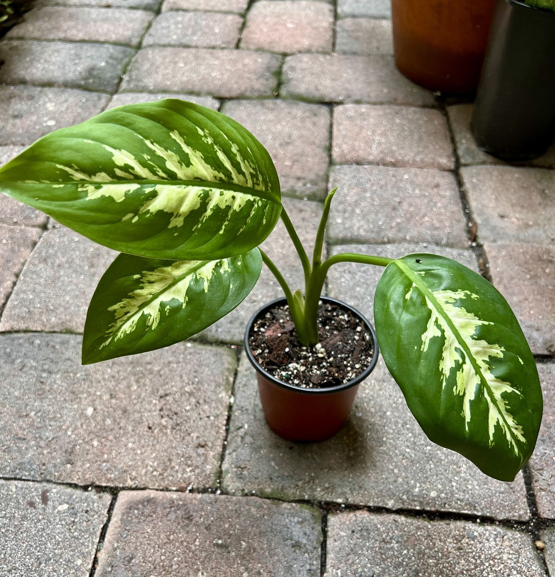 Dieffenbachia