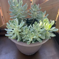 Succulent 