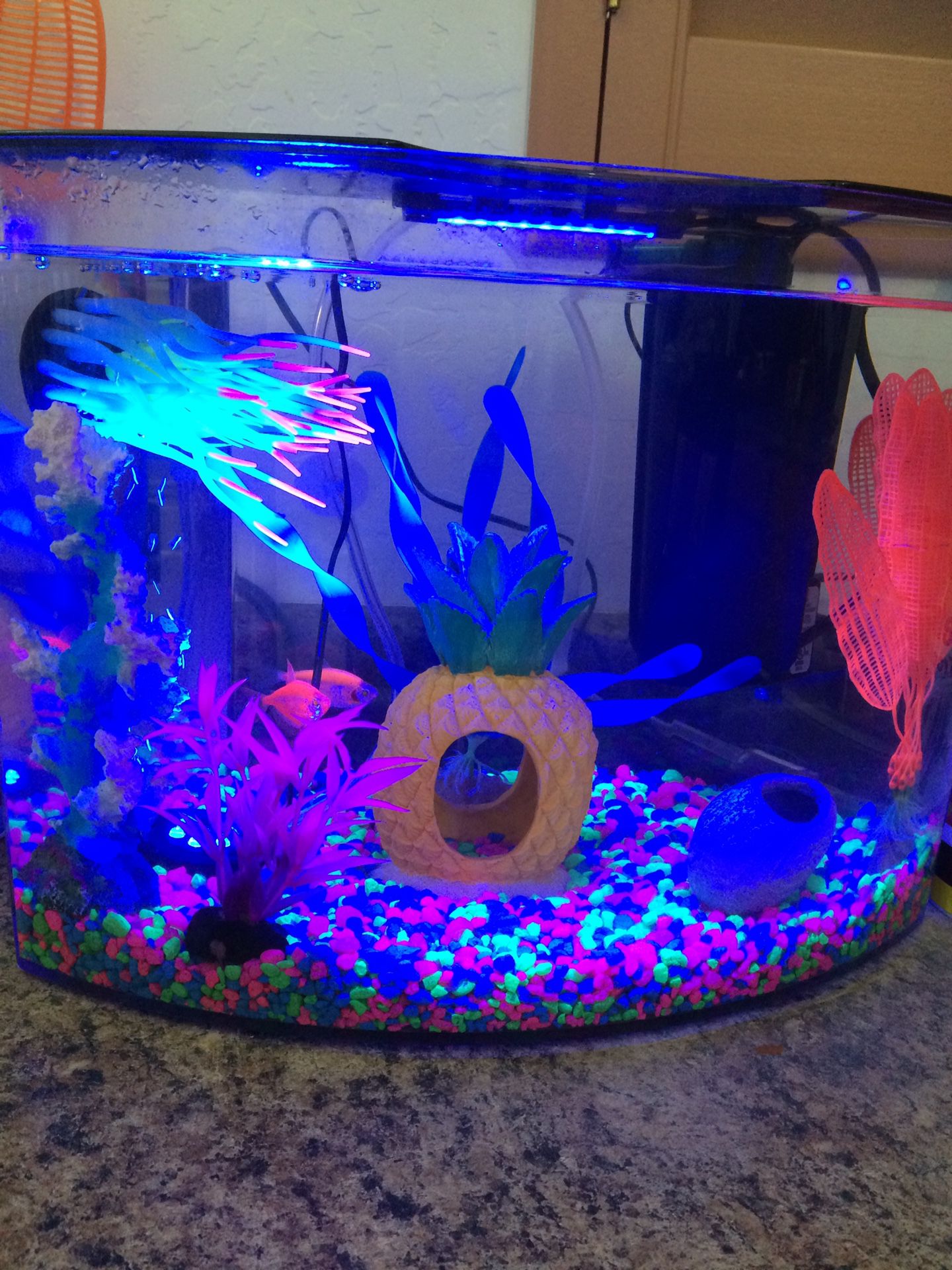 GloFish 5-gallon Aquarium with 2 glow fish tetras and All supplies for Sale  in Avondale, AZ - OfferUp
