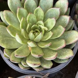 Echeveria