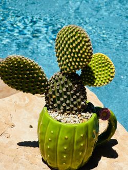 A Ceremic of bunny cactus