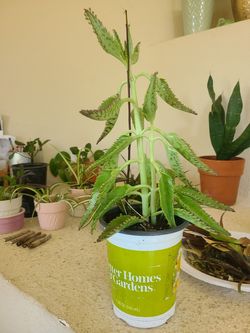 Kalanchoe mother of millions succulent