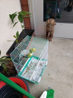 CAGE FOR BIRDS 🐦 Used In Good Condition 