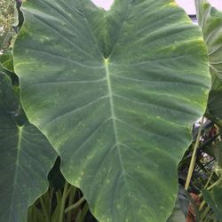 Elephant ears bulb/root.   Ears get to 2+ feet in size