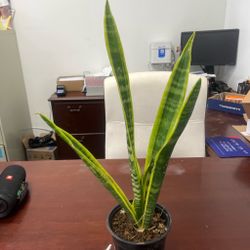 Snake plant