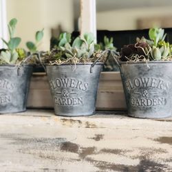 Super Cute Metal Container With Succulents 