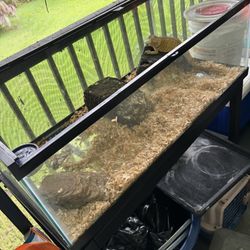 Reptile Tank For Sale