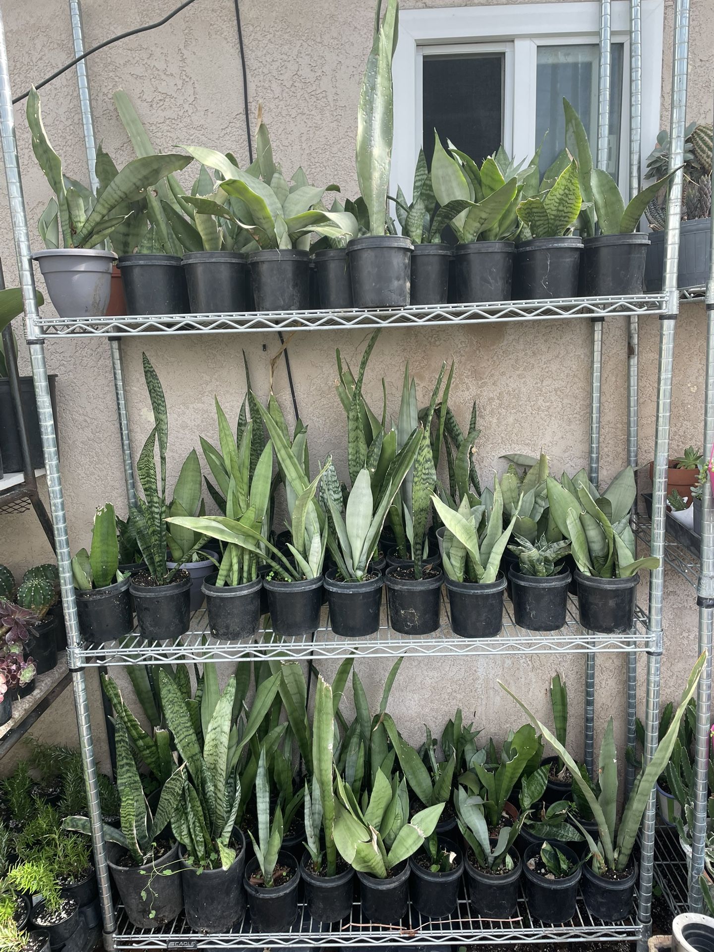 Snake Plants