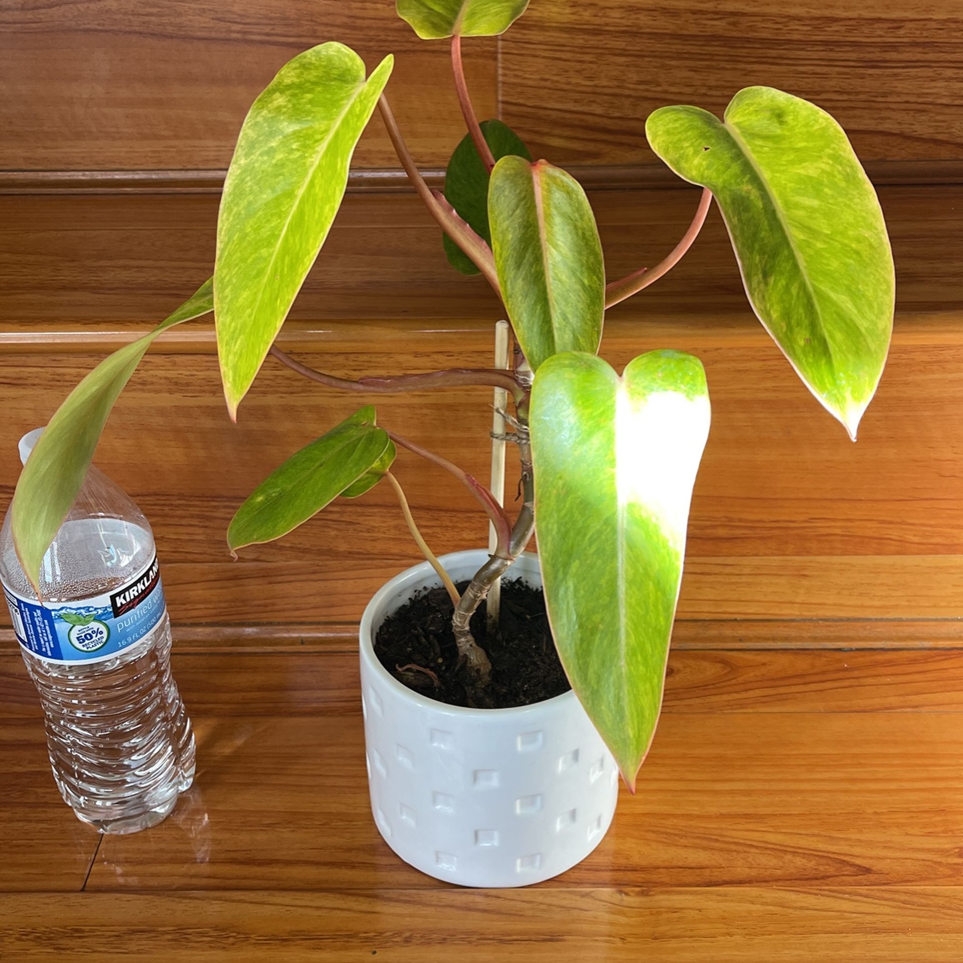 brandi philodendron not growing leaves Philodendron Brandi (24 inch plant)  Coollective Plants