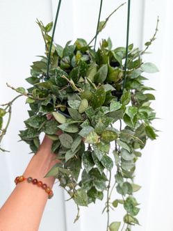 Hoya Krohniana Eskimo/Silver Splash Plant 6" Pot - Indoor House Plants