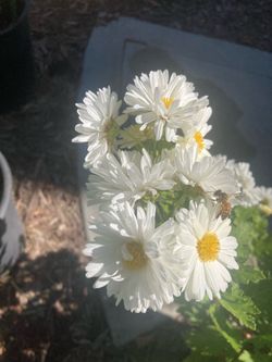 Heirloom Tea Chrysanthemum Plants “Bo Ju Hua”, 1 Gallon, Medicinal Herb Tea, Traditional Chinese Medicine