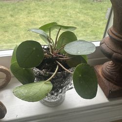 Money plant in vintage Wexford glassware container