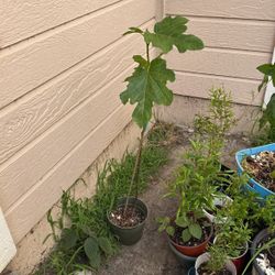 Fig Plant $10