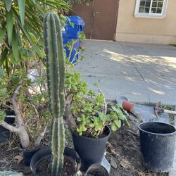 Green Tall Fruit Plants