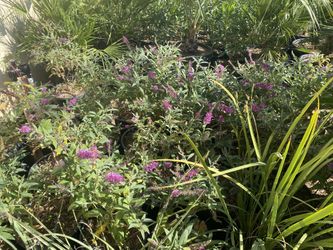 Arbustos De Mariposa5 Gallon $12 Each