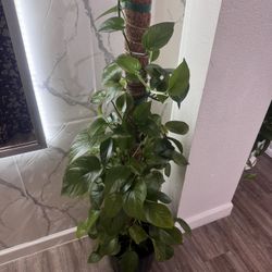 Indoor Live Plant