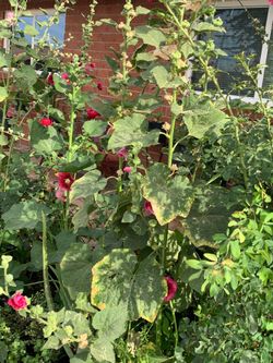Part three of the many flower floral plants