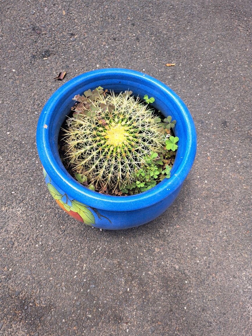 Plant 
