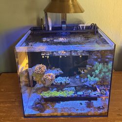 Saltwater Aquarium 