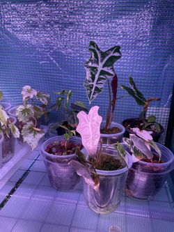 Alocasia pink nobilis