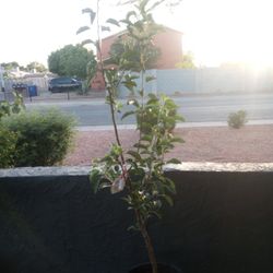 15 Gallon Red Fugi Apple Tree 