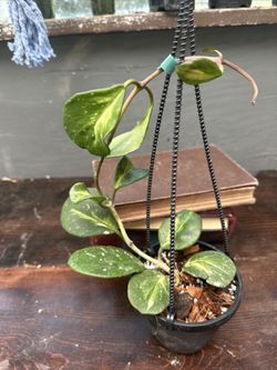 Hoya Obovata Variegated Splash