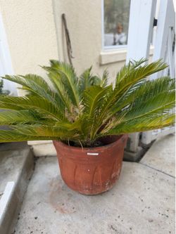 Seven Dwarfs Sago Palms – Mature Potted Cycads – $85–$250