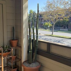 Cacti 