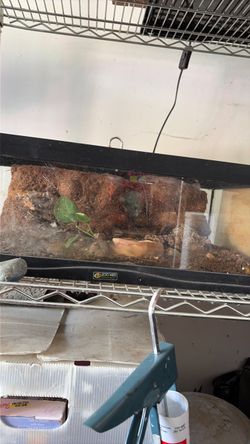 Reptile