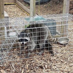 Large Collapsible Humane Live Animal Cage Trap