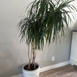 Indoor Plant      ( Pot Not Included ) 