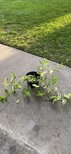 Trandescantia