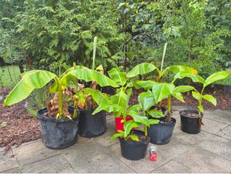 Potted banana tree plants