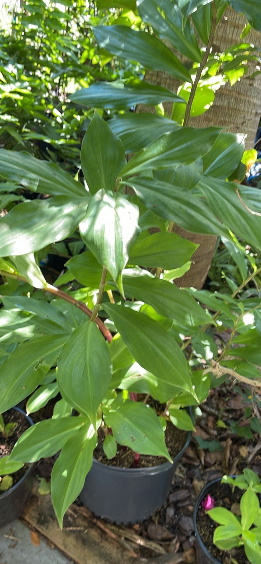 Insulin Plant(Costus Igneous)